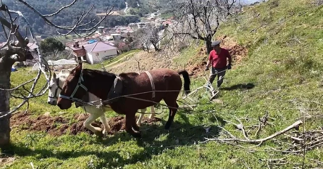 Aydın da günlük 8 bin TL ye at ile çift sürecek işçi bulunamıyor Aydın Haberleri