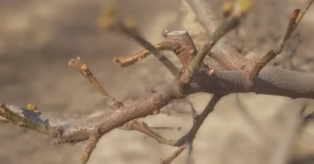 Manisa da meyve ağaçlarına ateş yanıklığı uyarısı Manisa Haberleri