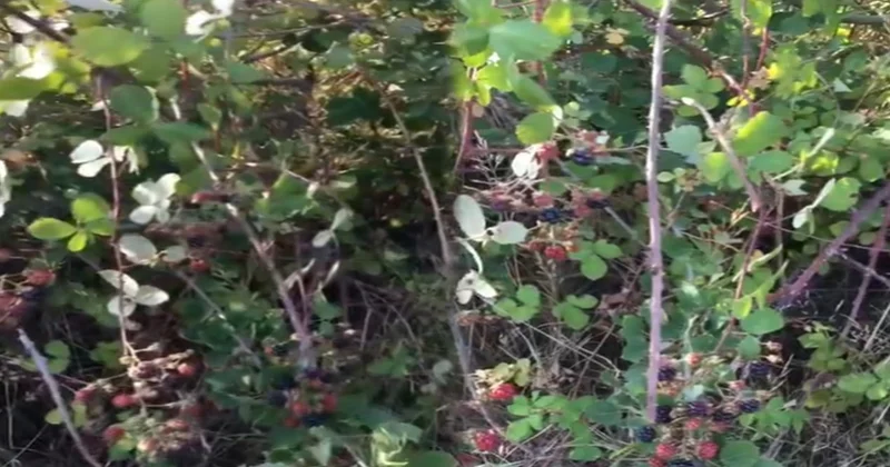 Dikenlerin arasında bedava yetişiyor: Kilosu 1300 lira Sözcü Gazetesi