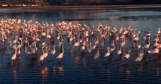 Kayseri’ye yılın ilk flamingo kafilesi geldi: Erciyes manzarasıyla görsel şölen VİDEO İZLE