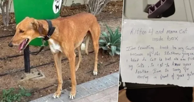 Dubai’den kaçanlar evcil hayvanlarını terk ediyor: Ötenaziye götürenler bile var