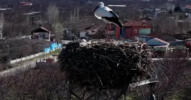 Baharın habercisi leylekler Karakaya Barajı’na döndü VİDEO İZLE