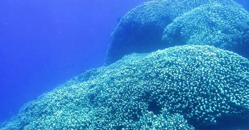 Okyanusun dibinde büyük keşif: Dünyanın en büyüğü uzaydan bile görünüyor Sözcü Gazetesi