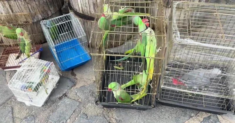 İstanbul da petshop denetiminde 39 papağana el konuldu