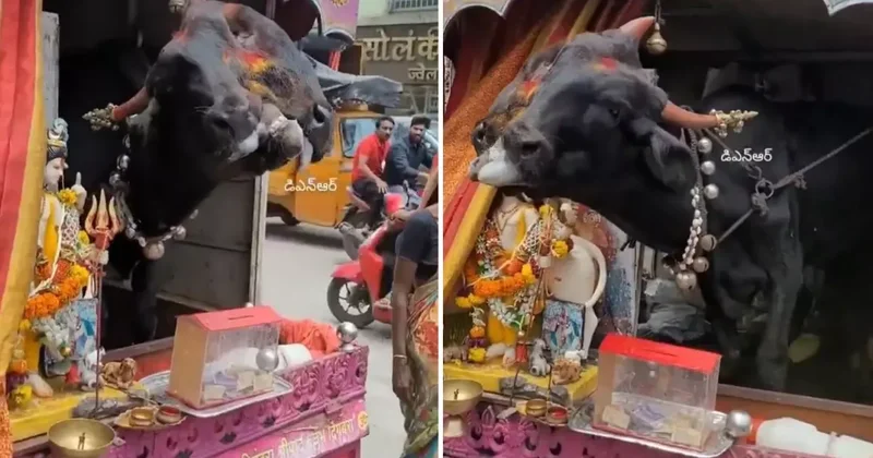 Vicdanınız kurusun: Genetik bozukluğu kazanç kapısı yaptı