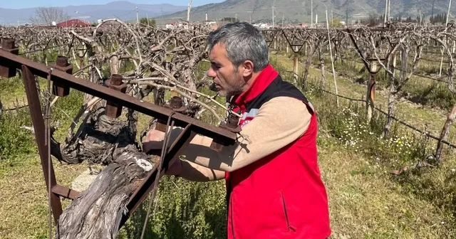 Bağlarda hastalık ve zararlı kontrolü yapılıyor Manisa Haberleri