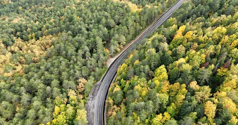 Ormanların bakımı ve gençleştirilmesine geçen yıl 2,3 milyar lira harcandı