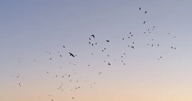 Karga ve sığırcıklar, gökyüzünde görsel şölen oluşturdu Kars Haberleri