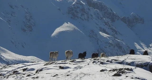 Munzur Dağları nda doğanın özgür atları 3 bin 300 rakımda özgür yaşam: Munzur un yılkı atları Erzincan Haberleri