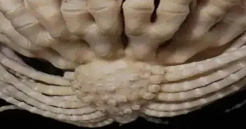 Bir anda suyun altında belirdi: 20 kolu var Sözcü Gazetesi