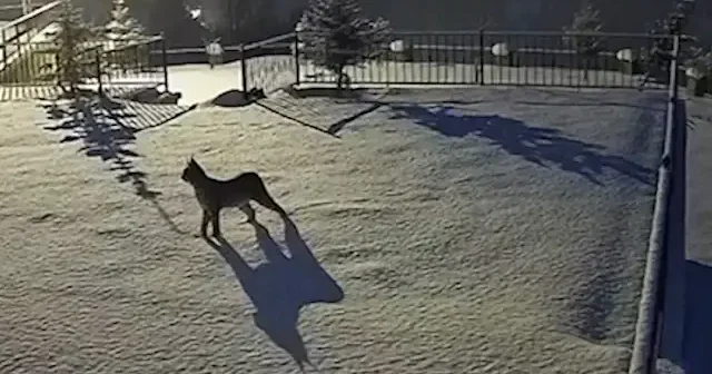 Gümüşhane’de yiyecek arayan vaşak evin bahçesine girdi VİDEO İZLE