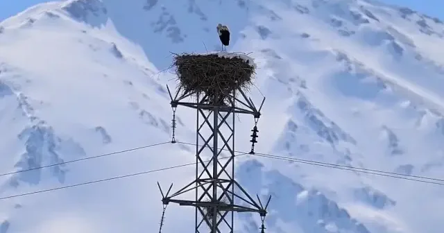 Baharın müjdecisi leyleğe kar sürprizi VİDEO İZLE