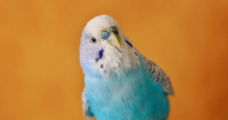 Bin 700 den fazla kelime bilen kuş! Bazı kuşlar nasıl insan gibi konuşabiliyor? Bilim insanları papağanların şaşırtıcı taklit yeteneğini açıkladı!