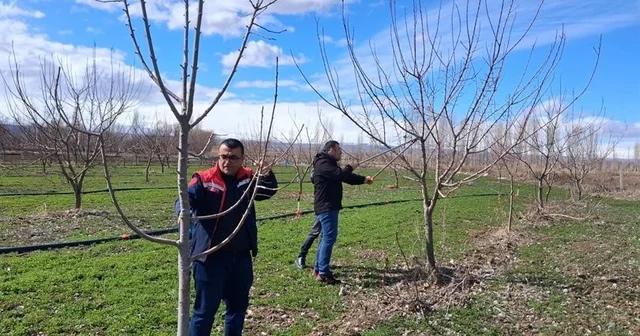 Iğdır da çiftçilere uygulamalı meyve ağacı budama eğitimi Iğdır Haberleri