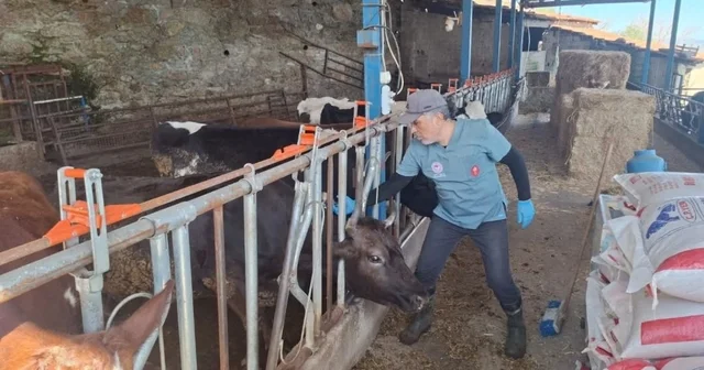 Aydın da şap ve hastalıklara karşı aşılama çalışmaları sürüyor Aydın Haberleri