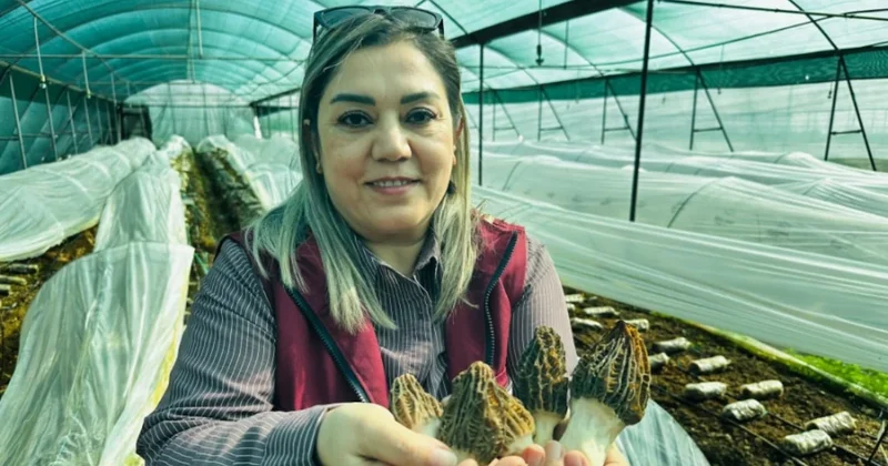 Kilosu 5 bin TL den kapış kapış gidince çiftçiler öğrenmek için sıraya girdi Sözcü Gazetesi