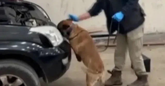 Kapıkule de durdurulan aracın gizli bölmesinden 8 kilo kokain çıktı VİDEO İZLE