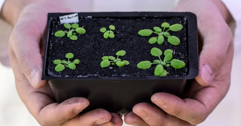 Sadece 42 gün sürüyor: Tanesi 4 bin TL den kapış kapış gidiyor Sözcü Gazetesi