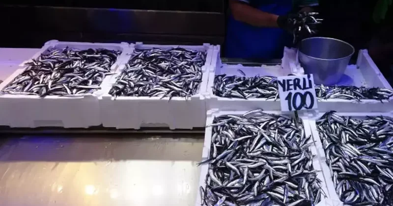 Türkiye den 2.7 milyar dolarlık hamsi ihracatı! En çoğunu savaştaki ülke aldı