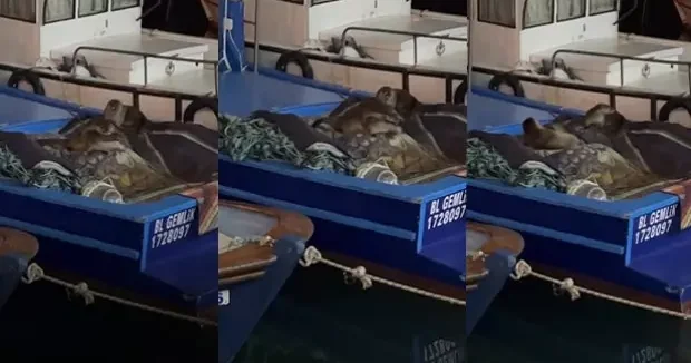 Bursa haberleri Bursa da teknesinde buldu: Kendisi bile inanamadı! Öldürmenin cezası 100 bin TL 10 Mart 2026