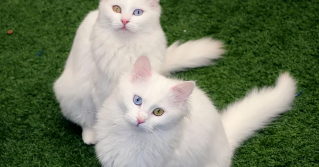 Van Kedi Villası nın, yeni üyeleri için hazırlıklar başladı Van Haberleri