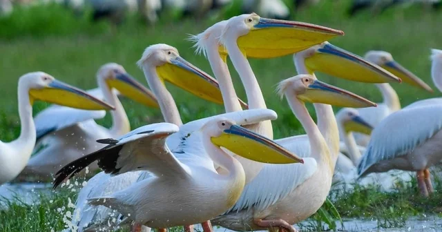 Göç yolundaki pelikan sürüsü, mola verdiği Boğazköy Barajı nda görüntülendi Bursa Haberleri