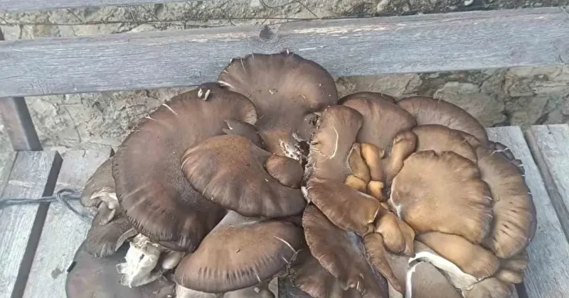 Konya’da görenleri şaşkına çeviren olay: Tam 9,7 kilo