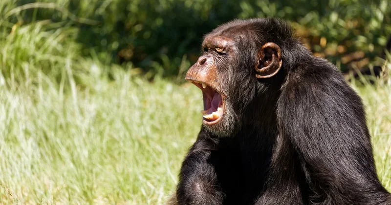 Maymunlar arasında yaşanan ilginç olay herkesin aklına aynı soruyu getirdi Sözcü Gazetesi