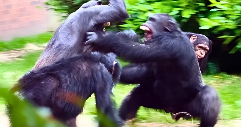 Tarihi bölünme: Şempanzeler savaş başlattı