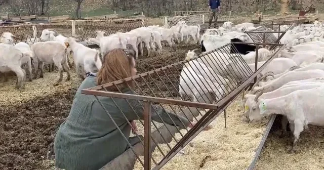 Ankara keçisi yetiştirmek için devlet desteği nasıl alınır? Ankara Keçisi Halk Elinde Islah Projesi nedir, başvuru şartları neler? VİDEO İZLE