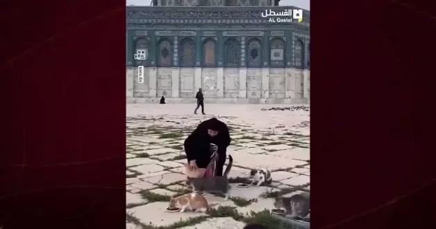 Filistinliler 41 günlük yokluğun ardından Mescid i Aksa’nın kedilerini besledi