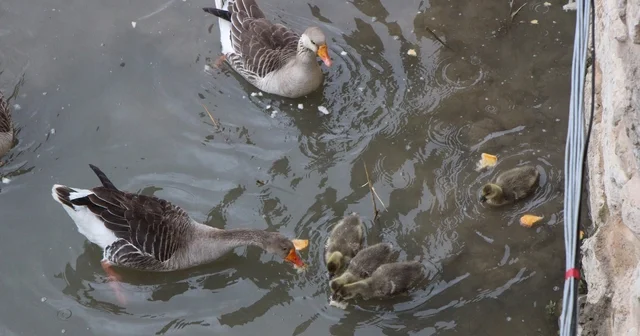Yeşilırmak Nehri nin maskotu kaz yavruları beslenme saatinde Amasya Haberleri