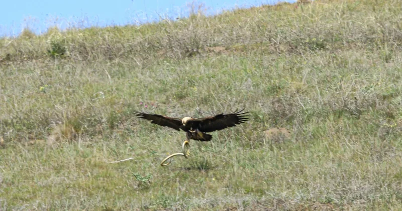 Çorum da şah kartal görüntülendi