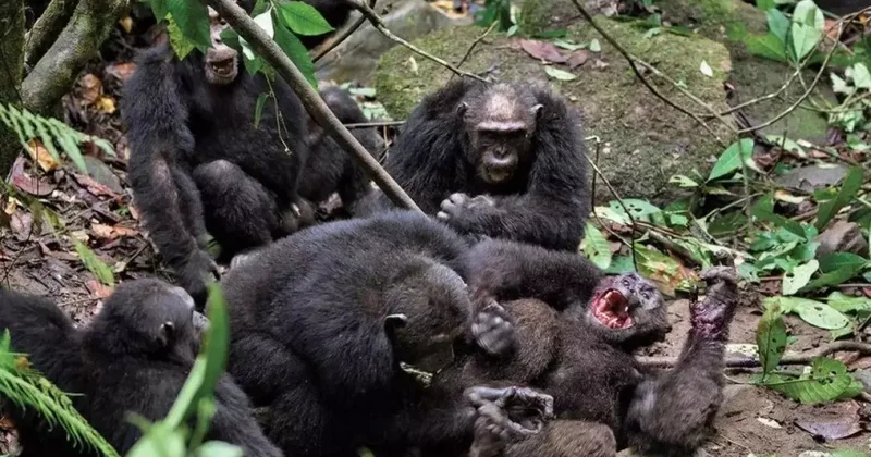 Hayvanlar dünyasında ender vaka: Topluluk 3 yıl içinde iç savaşa sürüklendi