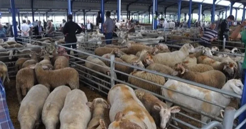 Balıkesir’de Kurban Bayramı öncesi şap alarmı: Hayvan pazarları kapatıldı Aktüel Haberleri