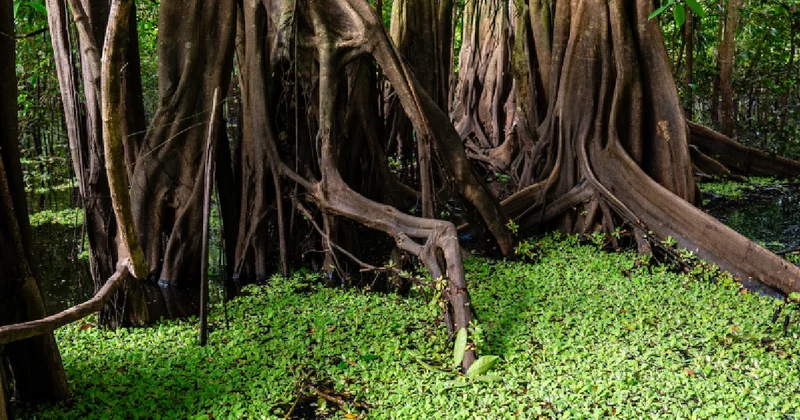 Ormanda ortaya çıkan korkunç tür: Plastk dahil her şeyi yiyor Sözcü Gazetesi