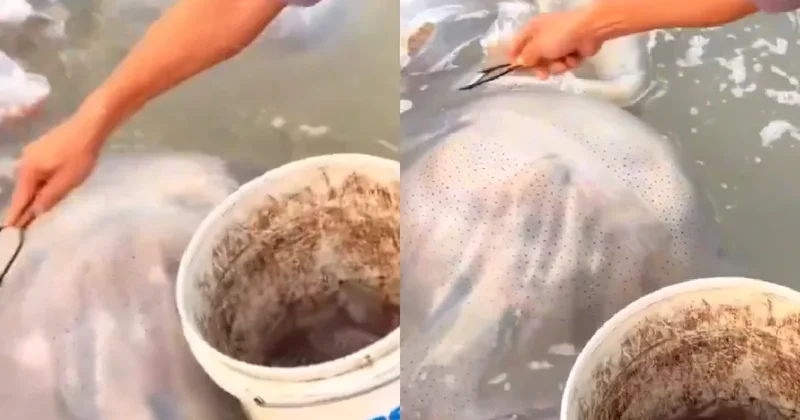 İstila kapıda derken sofraya geldi: Yemek yapıp yiyorlar Sözcü Gazetesi