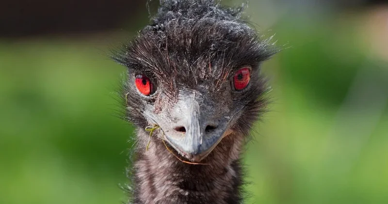 Avustralya savaş açtı: 6 günde kaybettiler