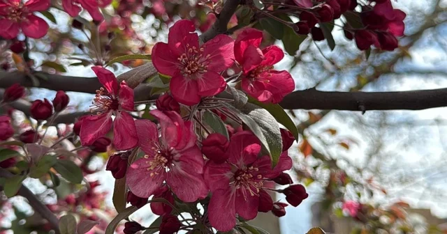 Diyarbakır da ağaçlar kırmızıya büründü Diyarbakır Haberleri