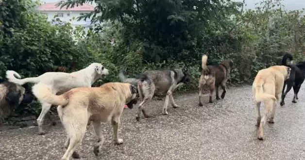 Aybastı da başıboş köpek artışı vatandaşları tedirgin ediyor