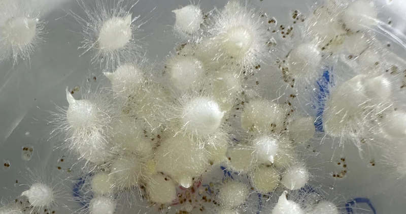 Nesli tehlike altındaki Likya orkidesi ilk kez tohumdan üretildi