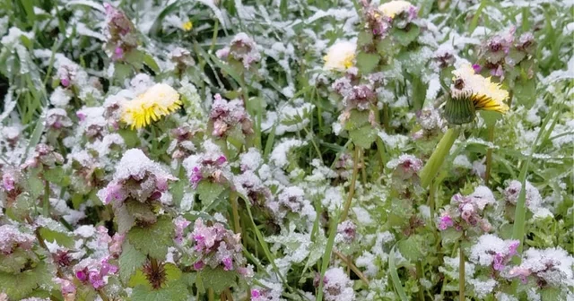 Bolu da baharda açan çiçekler beyaza büründü Bolu Haberleri
