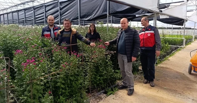 Simav daki seralarda domatese alternatif kesme çiçek üretimi Kütahya Haberleri