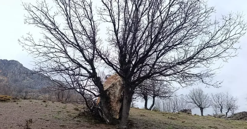Yuvarlanan kaya parçasını ağaç tuttu