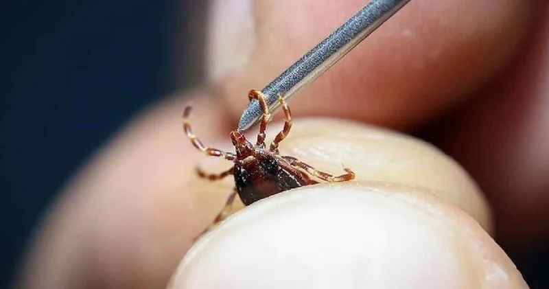 Türkiye de 56 tür tespit edildi: Profesör kene tehlikesine karşı uyardı