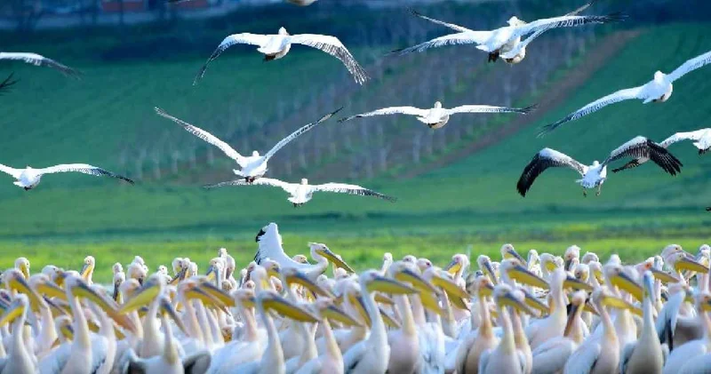 Boğazköy Barajı nda mola verdiler: Fotoğraf sanatçısı o anları görüntüledi