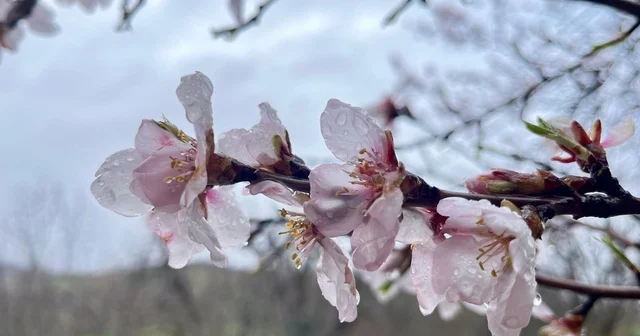 Hizan da badem ağaçları çiçek açtı Bitlis Haberleri