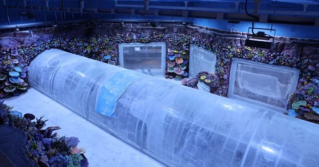 Kocaeli de su altında dünya turu başlıyor: 30 farklı akvaryumla eşsiz gezi Kocaeli Haberleri