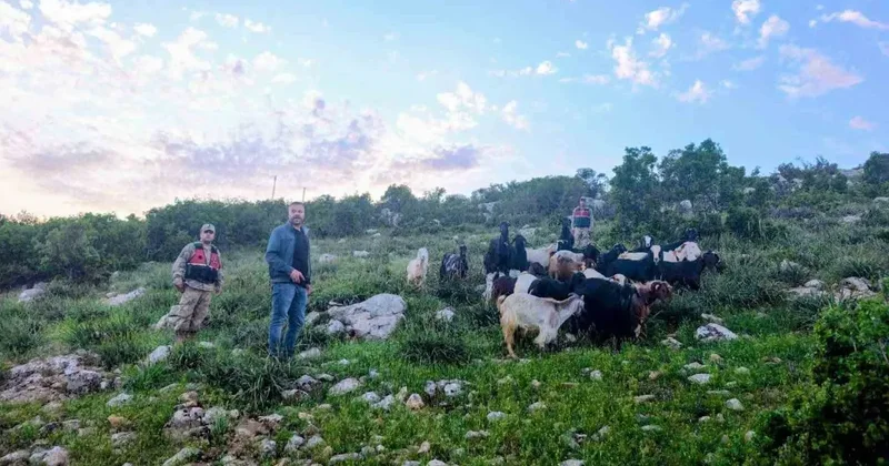 Kilis’te kaybolan 90 küçükbaş hayvan bulundu