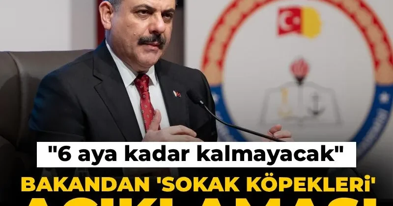 İçişleri Bakanı ndan sokak köpekleri açıklaması: 6 aya kadar kalmayacak